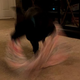 Illustration for article titled Vicious Beast, Left Unsupervised, Goes on Killing Spree